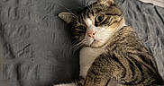 Nakri a rejoint le concours — aidez-le/la à gagner de superbes lots ! cat, tabby_cat, white_cat, pet, animal, feline, whiskers, green_eyes, pink_nose, striped_fur, white_paws, lying_down, relaxed, sleeping, cushion, gray_bedding, blue_blanket, indoor, close_up, portrait