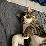 cat, tabby_cat, white_cat, pet, animal, feline, whiskers, green_eyes, pink_nose, striped_fur, white_paws, lying_down, relaxed, sleeping, cushion, gray_bedding, blue_blanket, indoor, close_up, portrait
