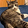 cat, tabby, white_paws, blue_blanket, indoors, pet, feline, animal, portrait, close_up, relaxed, lounging, sitting, whiskers, ears, green_eyes, striped_fur, pink_nose, bed, cozy