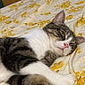 cat, tabby, white_fur, sleeping, relaxed, lying_down, pet, animal, whiskers, pink_nose, green_eyes, ears, paws, striped_fur, bed, bedspread, floral_pattern, indoors, cozy, portrait