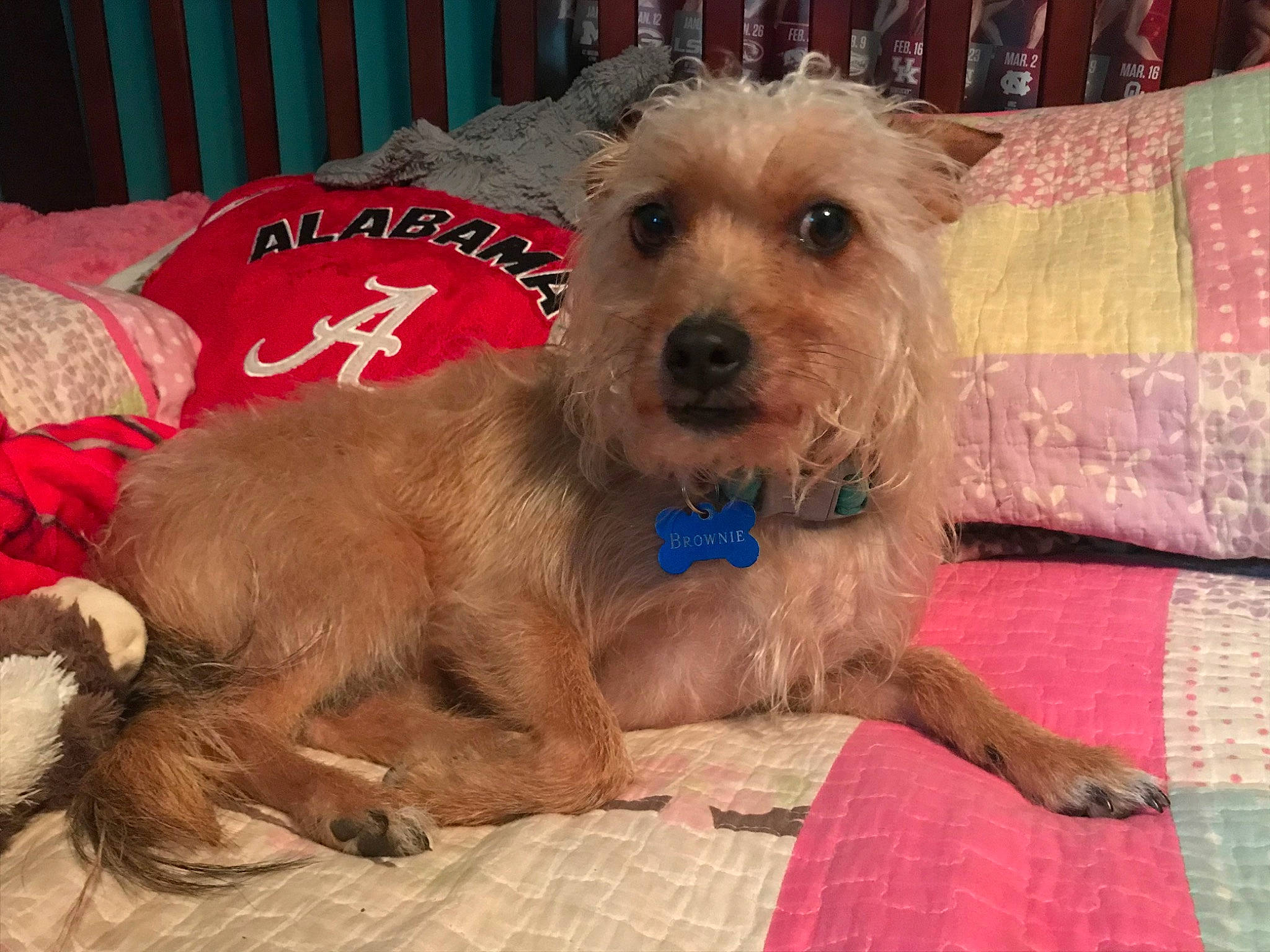 Brownie joined the competition — help win amazing prizes! australian_terrier, bosnian_coarse_haired_hound, cairn_terrier, canidae, carnivore, companion_dog, dog, dog_breed, dutch_smoushond, glen_of_imaal_terrier, mammal, norfolk_terrier, norwich_terrier, rare_breed_dog, schnoodle, small_terrier, sporting_group, sporting_lucas_terrier, terrier, vertebrate