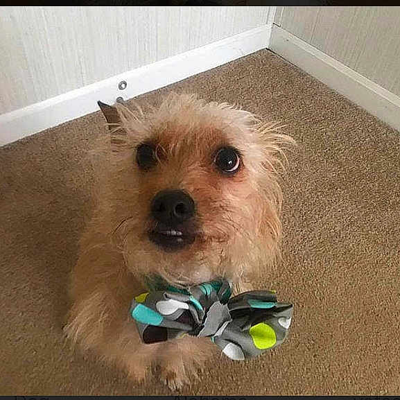 Brownie