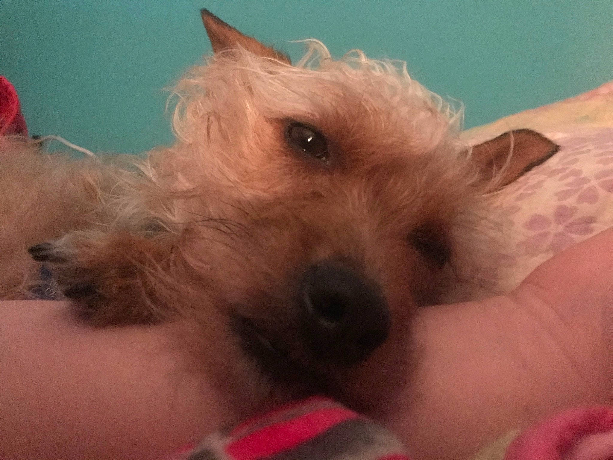 Brownie is registered to the contest to win money with this photo: australian_terrier, cairn_terrier, canidae, carnivore, companion_dog, dog, dog_breed, glen_of_imaal_terrier, mammal, norwich_terrier, puppy, puppy_love, rare_breed_dog, schnoodle, small_terrier, snout, terrier, vertebrate, west_highland_white_terrier, yorkshire_terrier