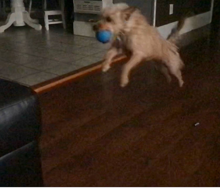 Brownie joined the competition — help win amazing prizes! border_terrier, cairn_terrier, canidae, carnivore, companion_dog, dog, dog_breed, floor, flooring, glen_of_imaal_terrier, hardwood, mammal, norfolk_terrier, schnoodle, small_terrier, sporting_group, sporting_lucas_terrier, terrier, vertebrate, west_highland_white_terrier