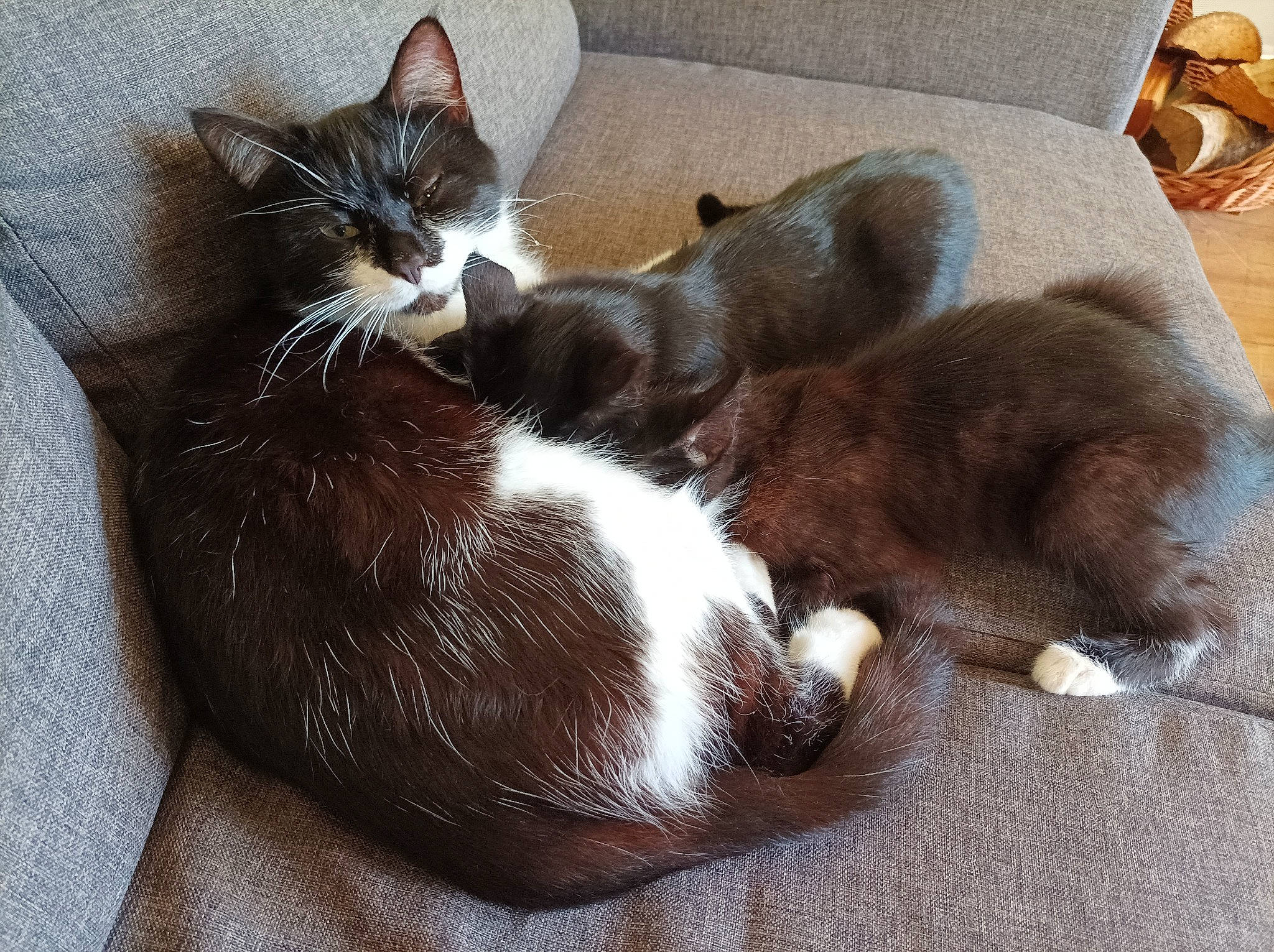 Yoshi participe au concours pour gagner de l'argent avec cette photo : black_cat, box, carnivore, cat, cat_supply, claw, comfort, domestic_short_haired_cat, felidae, flooring, fur, grey, hardwood, nap, paw, small_to_medium_sized_cats, tail, whiskers, wood