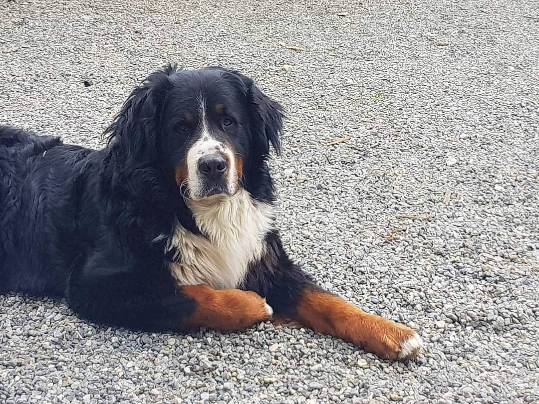 Naska participe au concours pour gagner de l'argent avec cette photo : asphalt, bernese_mountain_dog, canidae, carnivore, companion_dog, dog, dog_breed, fur, giant_dog_breed, herding_dog, hunting_dog, road_surface, snout, sporting_group, tar, terrestrial_animal, whiskers, working_dog
