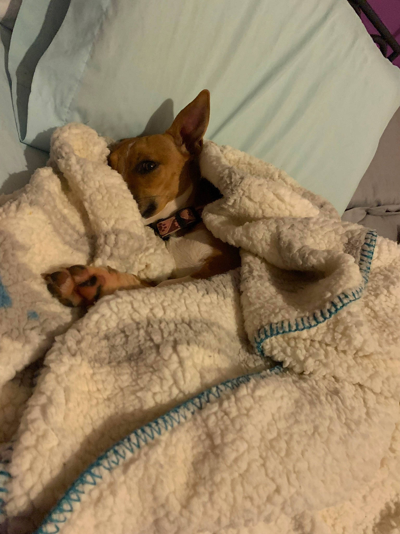 Honey is registered to the contest to win money with this photo: bed, bedding, carnivore, collar, comfort, companion_dog, dog, dog_breed, fawn, felidae, fur, linens, small_to_medium_sized_cats, snout, sporting_group, tail, textile, toy_dog, whiskers, working_animal