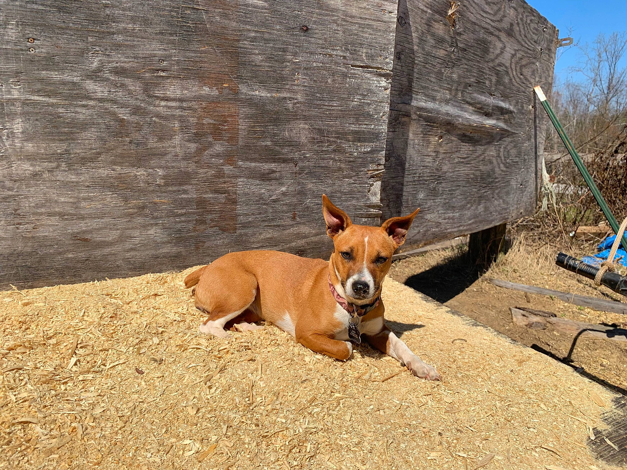 Honey is registered to the contest to win money with this photo: canidae, carnivore, collar, companion_dog, dog, dog_breed, dog_collar, dog_sports, dog_supply, fawn, landscape, sky, snout, soil, sporting_group, street_dog, tail, terrestrial_animal, wood, working_animal