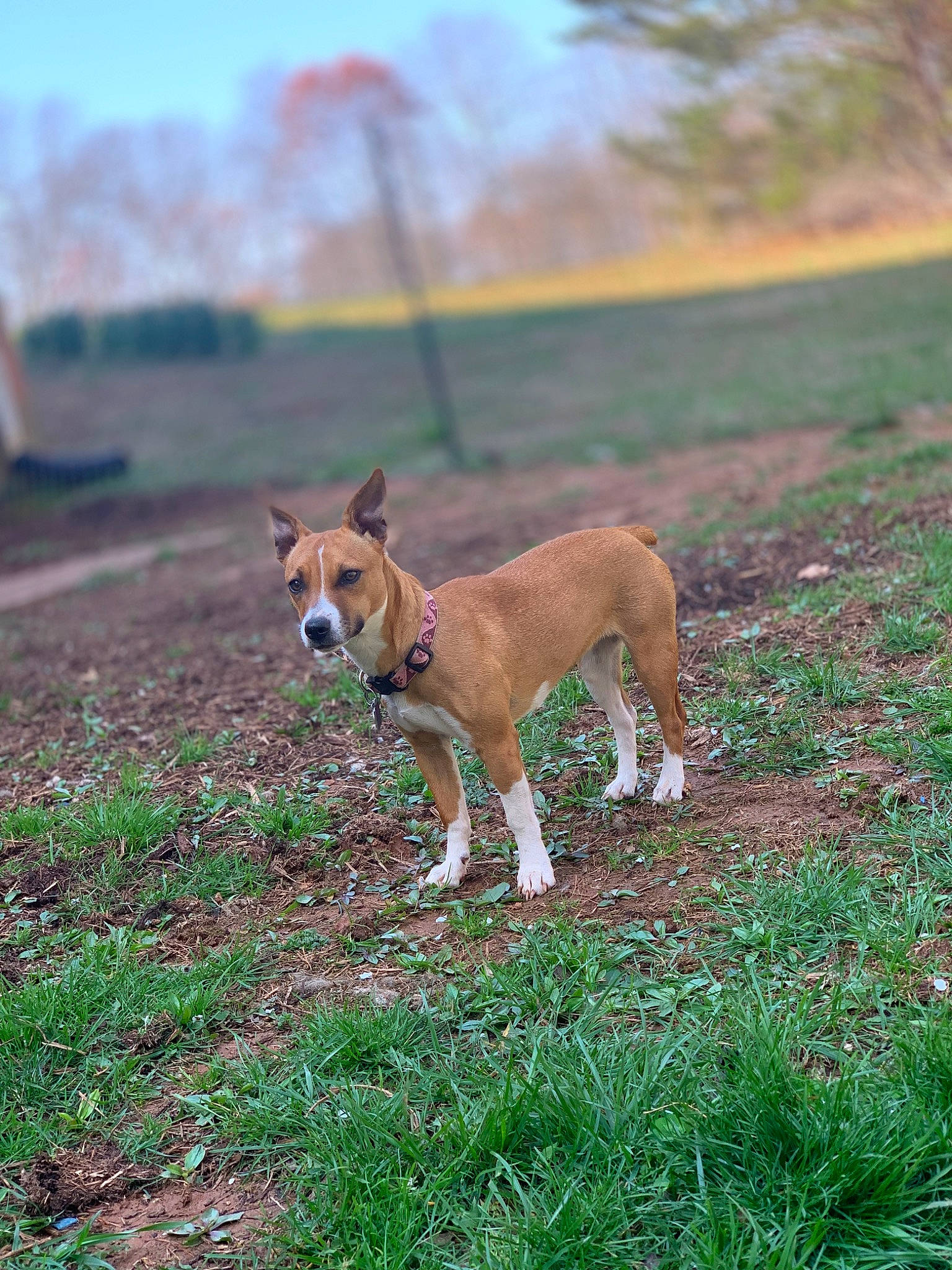 Honey joined the competition — help win amazing prizes! carnivore, collar, companion_dog, dog, dog_breed, fawn, grass, grassland, landscape, plant, sky, soil, tail, terrestrial_animal, tree