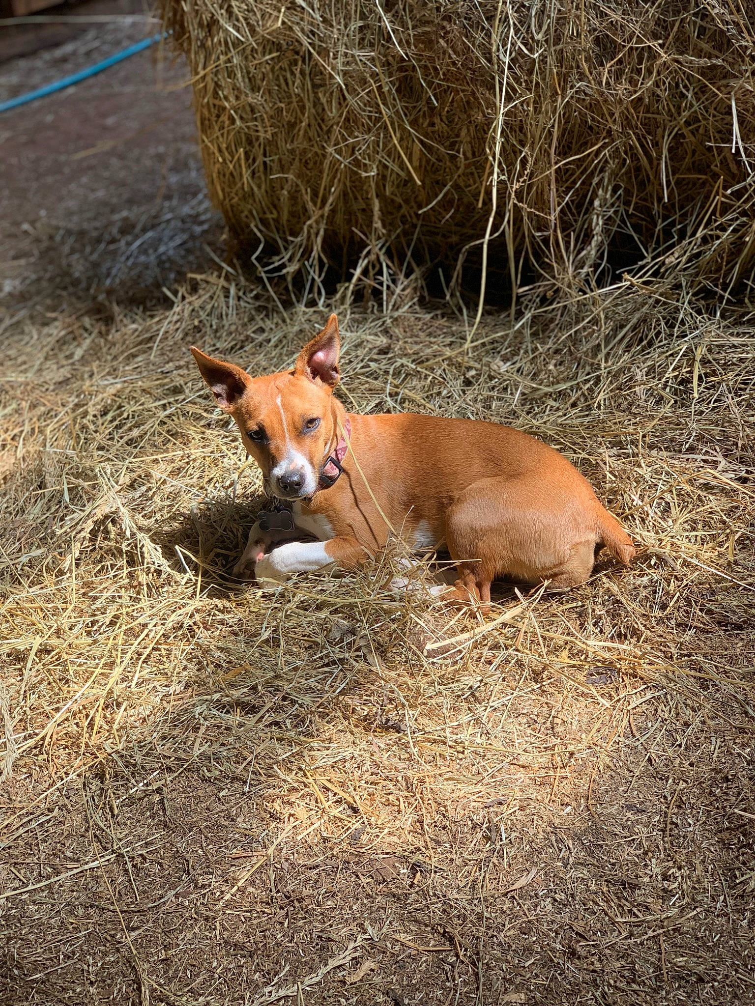 Honey is registered to the contest to win money with this photo: canidae, carnivore, cow_goat_family, dog_breed, fawn, grass, hunting_dog, livestock, snout, soil, sporting_group, tail, terrestrial_animal, wildlife, wood, working_animal