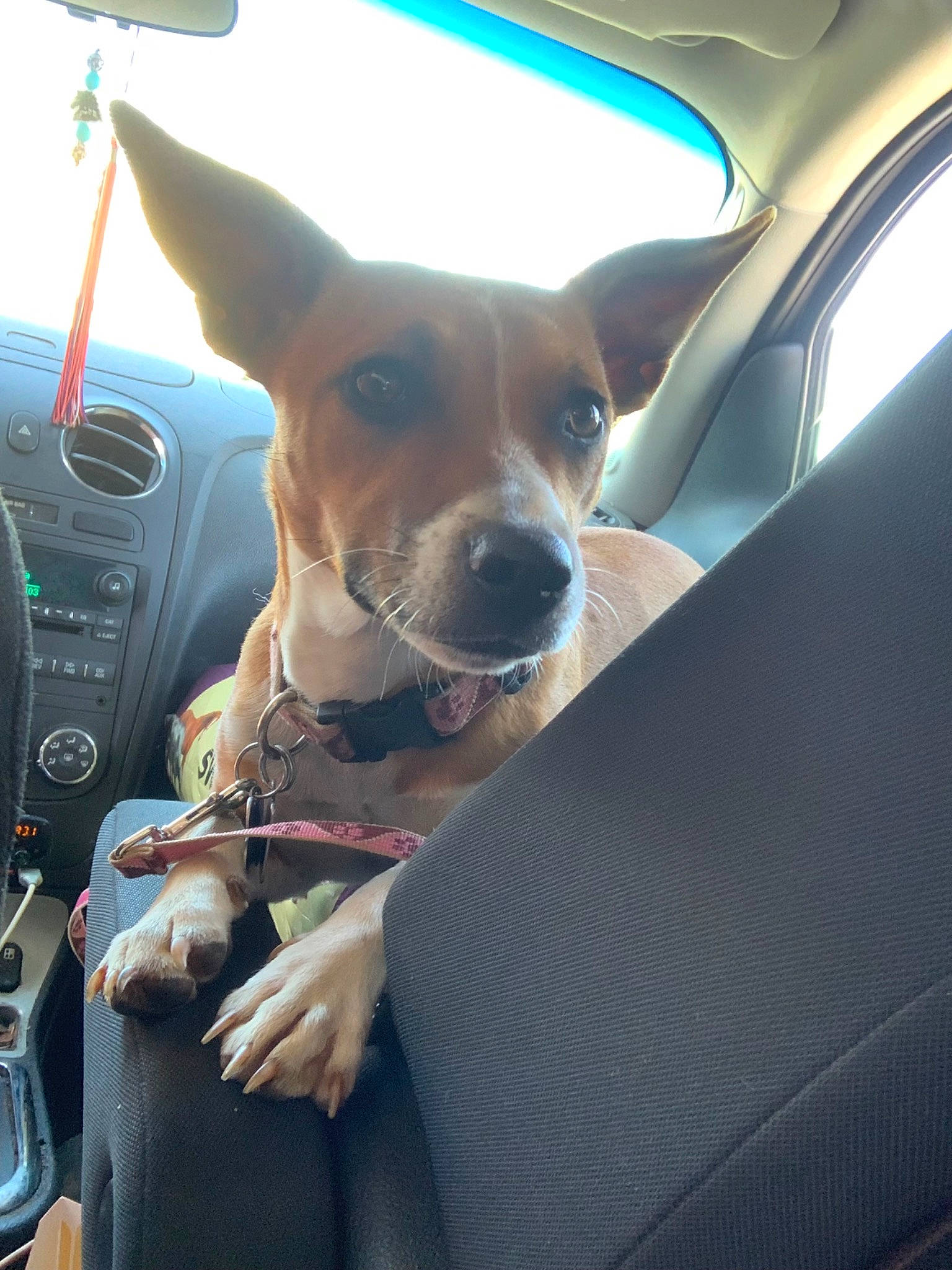 Honey is registered to the contest to win money with this photo: auto_part, automotive_exterior, automotive_mirror, car, car_seat, carnivore, companion_dog, dog, dog_breed, fawn, head_restraint, motor_vehicle, seat_belt, snout, steering_wheel, sunglasses, vehicle, vehicle_door, window, windshield