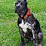 dog, brindle_coat, white_paws, orange_collar, sitting, grass, outdoor, pet, canine, alert, nature, greenery, animal, domestic_animal, muzzle, ears, fur, four_legs, collar, park