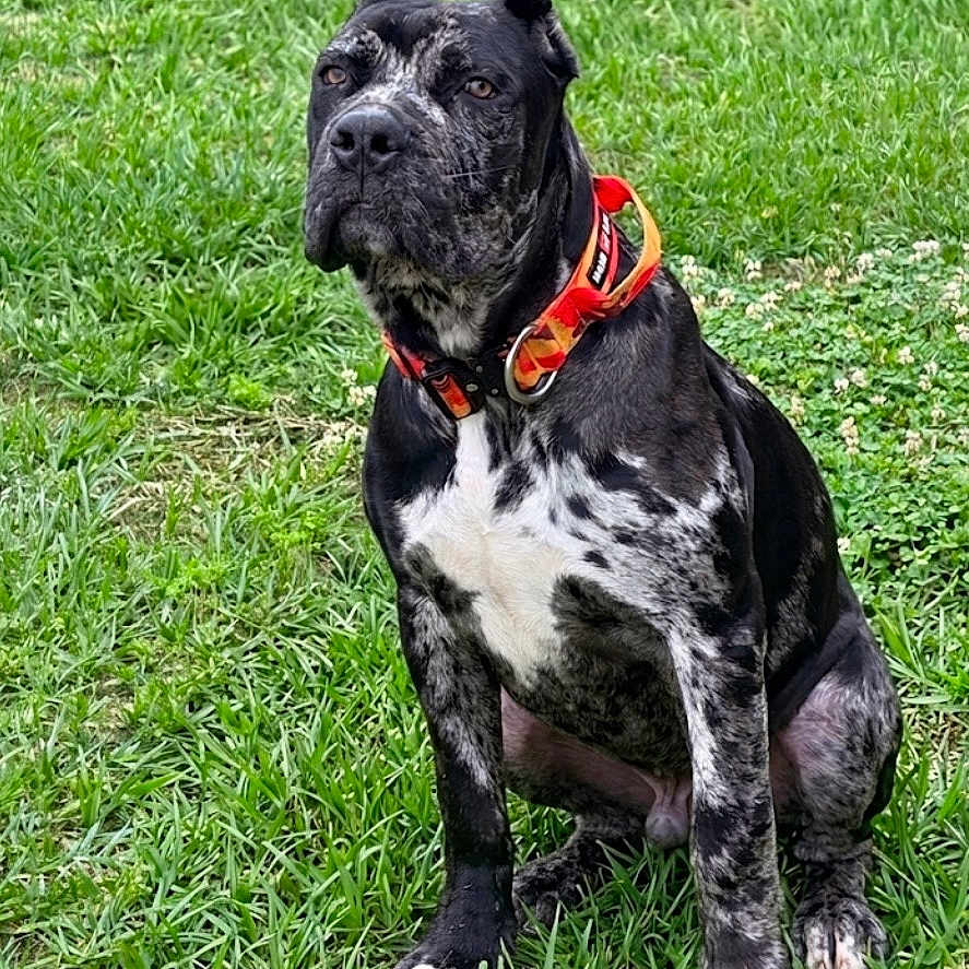 Mongo joined the competition — help win amazing prizes! dog, brindle_coat, white_paws, orange_collar, sitting, grass, outdoor, pet, canine, alert, nature, greenery, animal, domestic_animal, muzzle, ears, fur, four_legs, collar, park