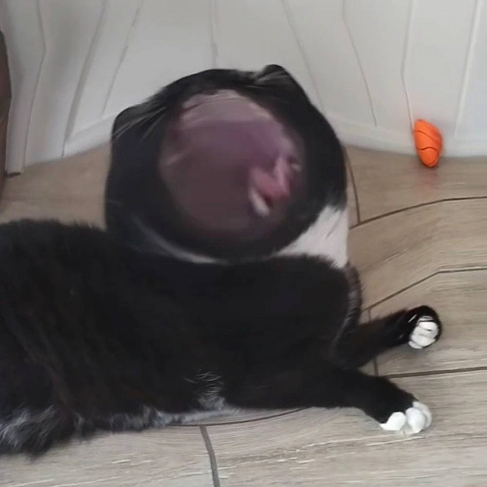 Chipie a rejoint le concours — aidez-le/la à gagner de superbes lots ! carnivore, cat, comfort, companion_dog, dog_breed, felidae, flooring, fur, grey, hardwood, mammal, paw, small_to_medium_sized_cats, snout, sporting_group, tail, vertebrate, whiskers, wood, wood_flooring