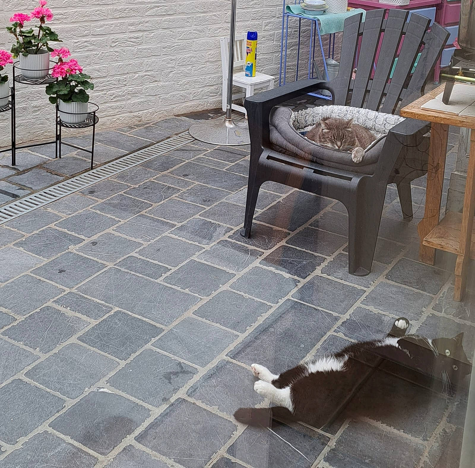 Chipie participe au concours pour gagner de l'argent avec cette photo : asphalt, brick, brickwork, cat, felidae, flagstone, floor, flooring, grey, hardwood, human_settlement, outdoor_furniture, road_surface, sidewalk, small_to_medium_sized_cats, snapshot, street, tail, white, wood