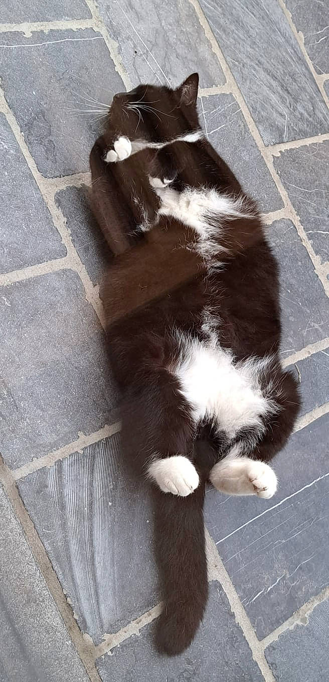 Chipie participe au concours pour gagner de l'argent avec cette photo : asphalt, canidae, carnivore, cat, dog_breed, domestic_short_haired_cat, eye, felidae, floor, flooring, fur, road_surface, shadow, sidewalk, small_to_medium_sized_cats, snout, sporting_group, tail, whiskers, wood