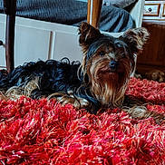 Taj Mahal a rejoint le concours — aidez-le/la à gagner de superbes lots ! black, brown, carpet, cozy, dog, domestic_animal, ears, floor, fur, furniture, home, indoor, living_room, long_hair, lying_down, pet, red_rug, relaxed, small_dog, wooden_cabinet