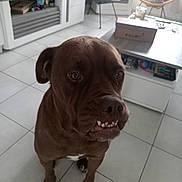 Selfy participe au concours pour gagner de l'argent avec cette photo : dog, brown_dog, pet, indoor, living_room, tile_floor, furniture, table, box, chair, television, sitting, animal, cute, face, expression, home, interior, canine, companion