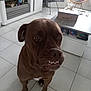 dog, brown_dog, pet, indoor, living_room, tile_floor, furniture, table, box, chair, television, sitting, animal, cute, face, expression, home, interior, canine, companion