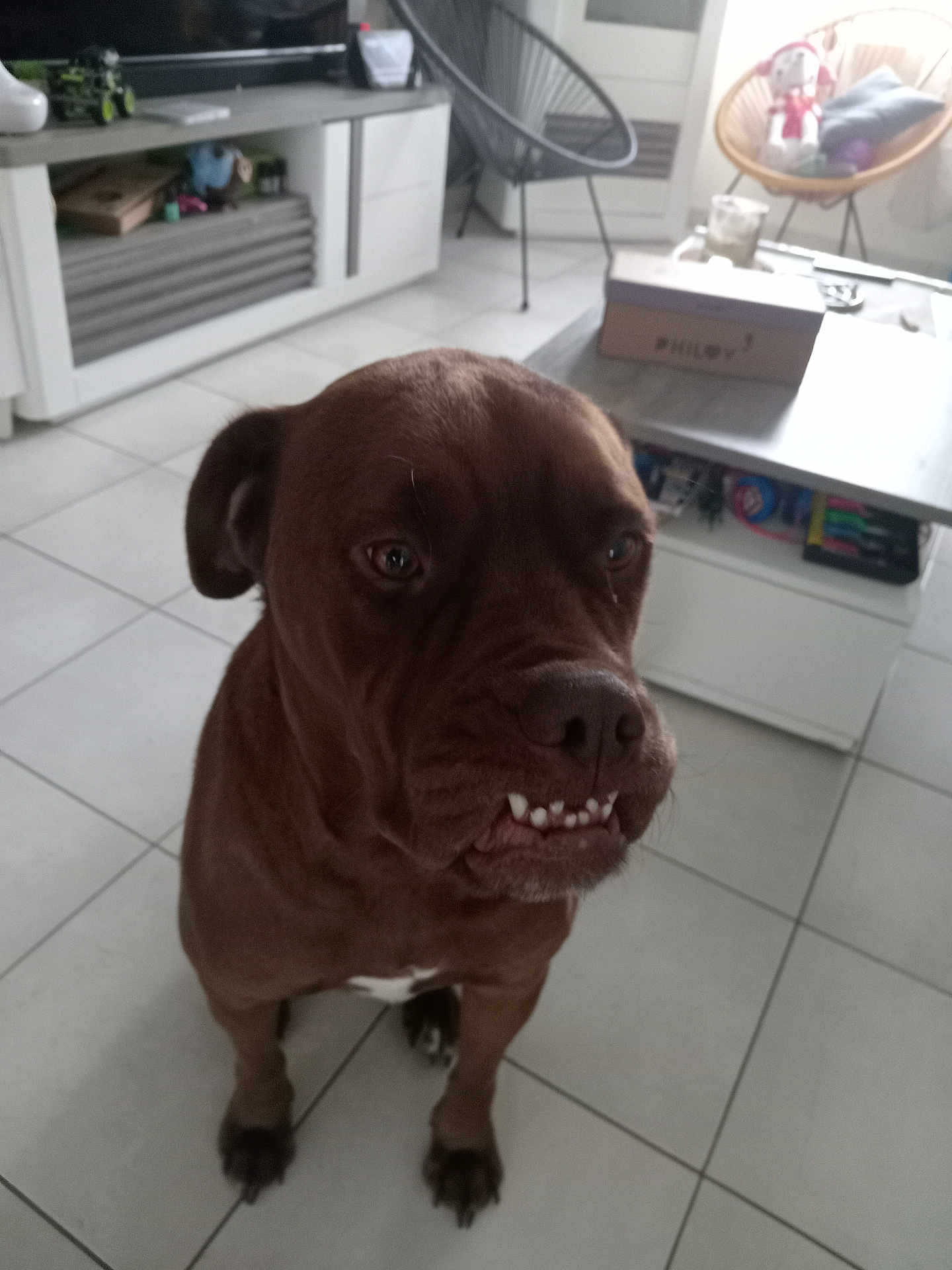 Selfy participe au concours pour gagner de l'argent avec cette photo : dog, brown_dog, pet, indoor, living_room, tile_floor, furniture, table, box, chair, television, sitting, animal, cute, face, expression, home, interior, canine, companion