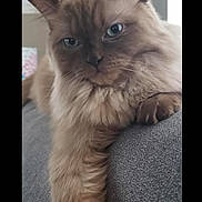 Cleopatra joined the competition — help win amazing prizes! cat, fluffy, feline, pet, indoor, couch, gray_couch, relaxed, paw, fur, whiskers, ears, eyes, closeup, portrait, animal, mammal, domestic_animal, resting, calm