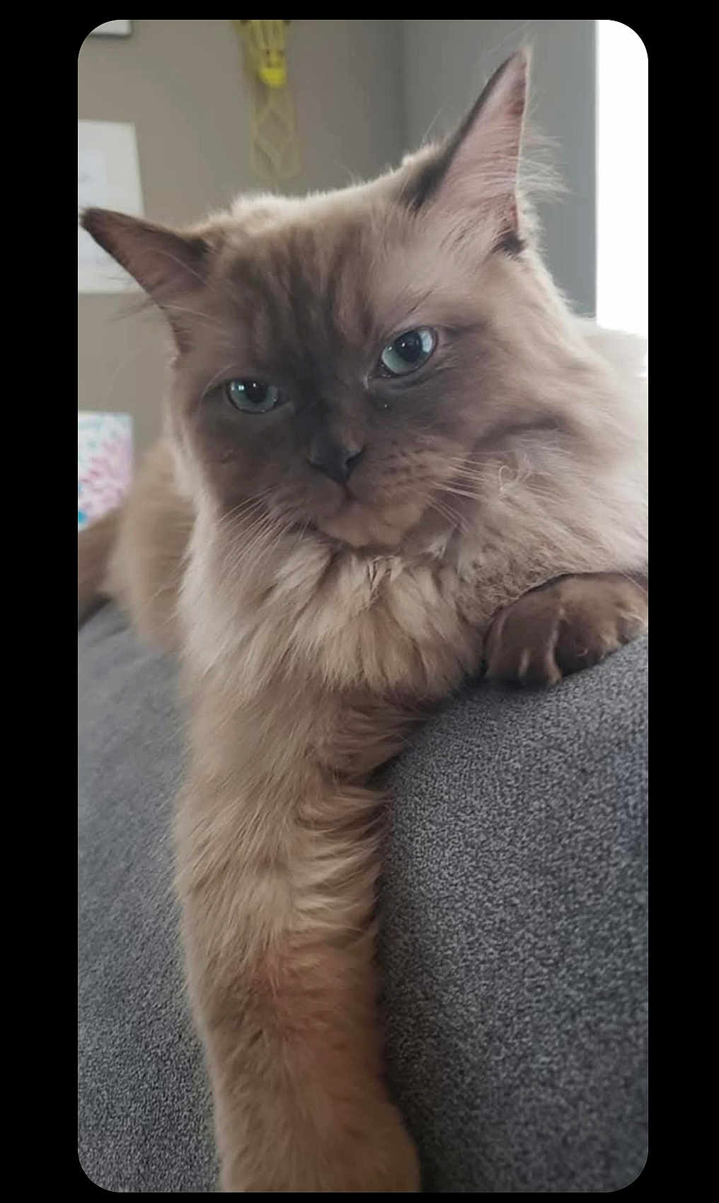 Cleopatra joined the competition — help win amazing prizes! cat, fluffy, feline, pet, indoor, couch, gray_couch, relaxed, paw, fur, whiskers, ears, eyes, closeup, portrait, animal, mammal, domestic_animal, resting, calm