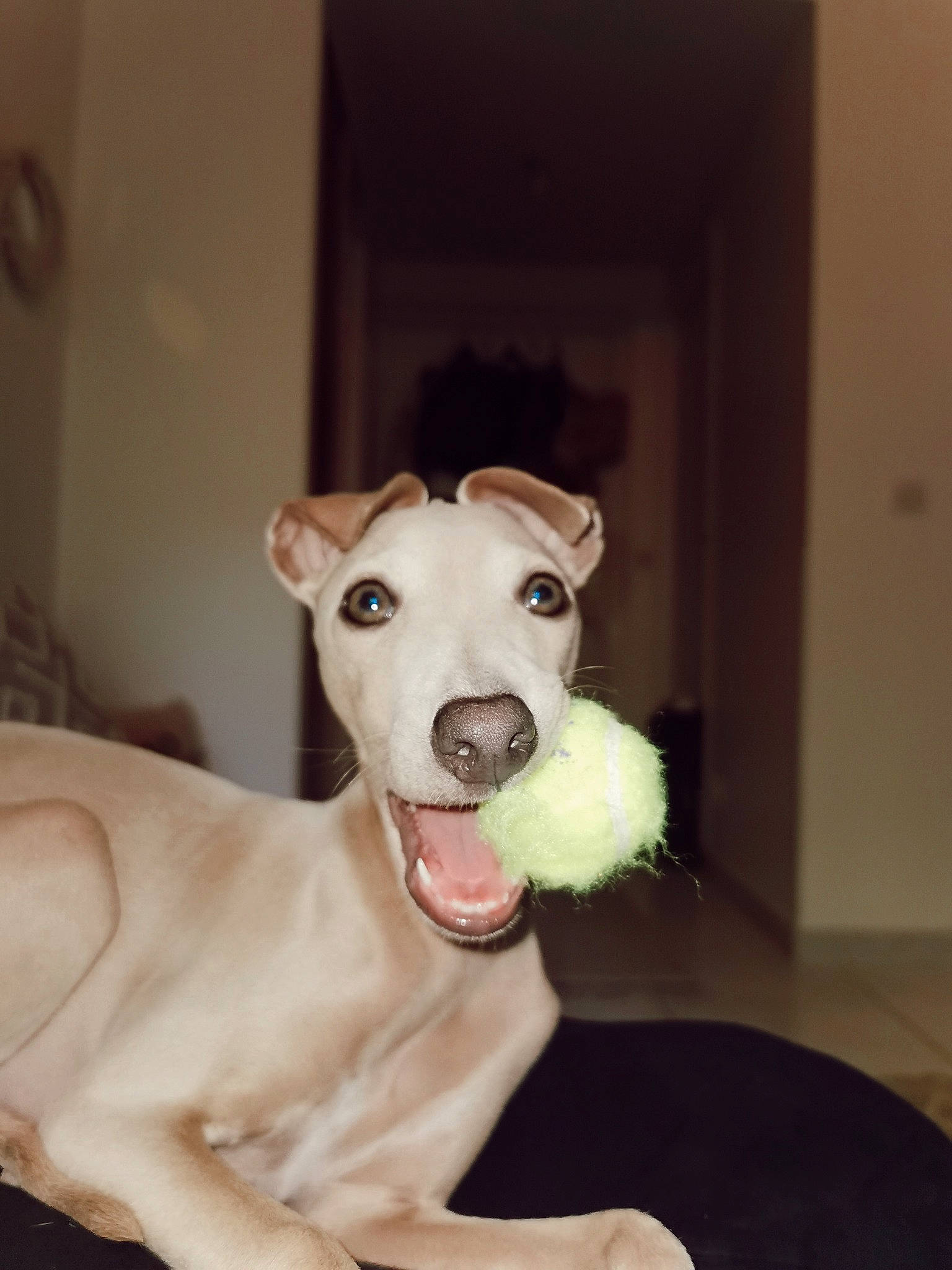 Sam participe au concours pour gagner de l'argent avec cette photo : borzoi, canidae, carnivore, companion_dog, dog, dog_breed, dog_collar, dog_supply, door, ear, fawn, fur, guard_dog, sighthound, silken_windhound, snout, sporting_group, tail, whiskers, working_animal