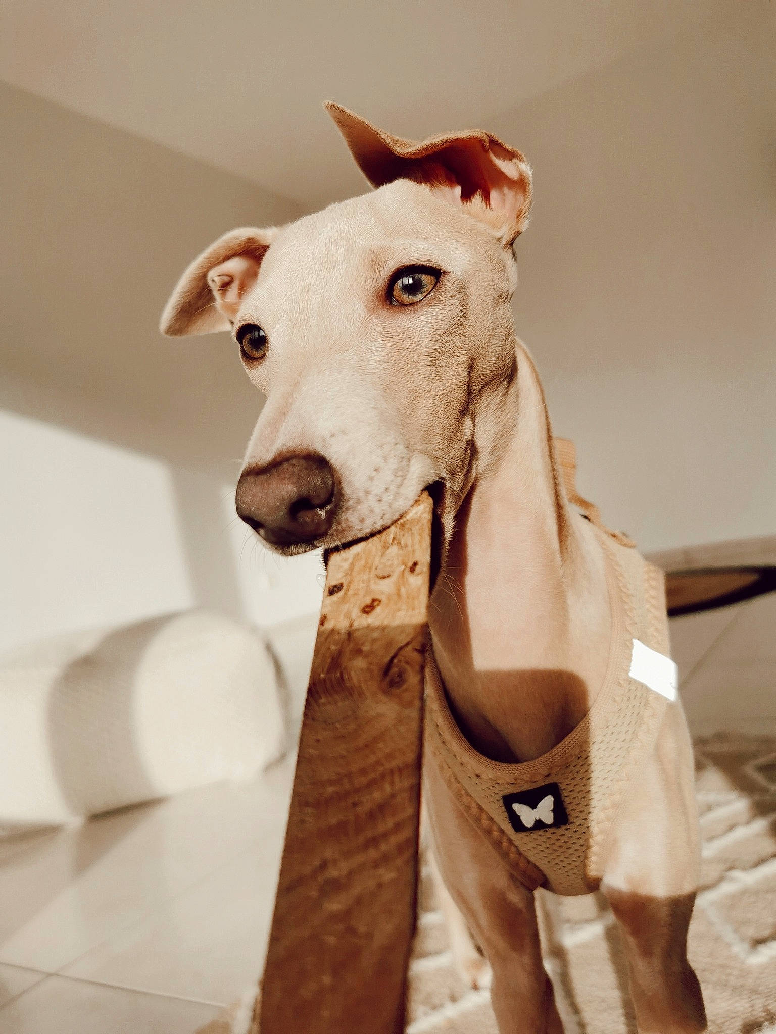 Sam participe au concours pour gagner de l'argent avec cette photo : canidae, carnivore, collar, companion_dog, dog, dog_breed, dog_collar, dog_supply, fawn, metal, paper_towel, pet_supply, rampur_greyhound, sighthound, snout, sporting_group, terrestrial_animal, whiskers, wood, working_animal