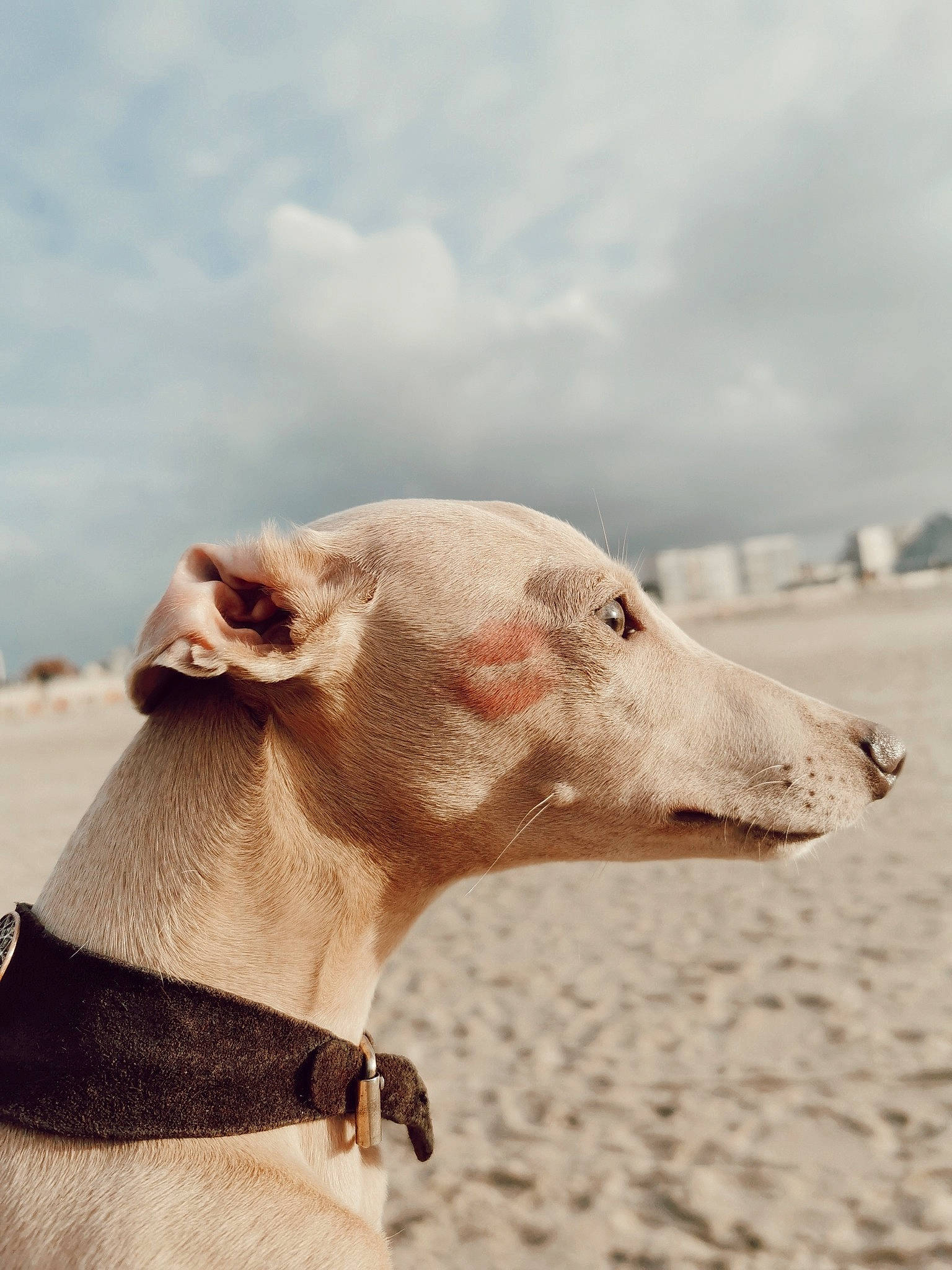Sam a rejoint le concours — aidez-le/la à gagner de superbes lots ! carnivore, charadriiformes, cloud, collar, companion_dog, dog, dog_breed, dog_collar, gull, landscape, livestock, magyar_agar, rampur_greyhound, sand, seabird, sighthound, sky, terrestrial_animal, whiskers, working_animal