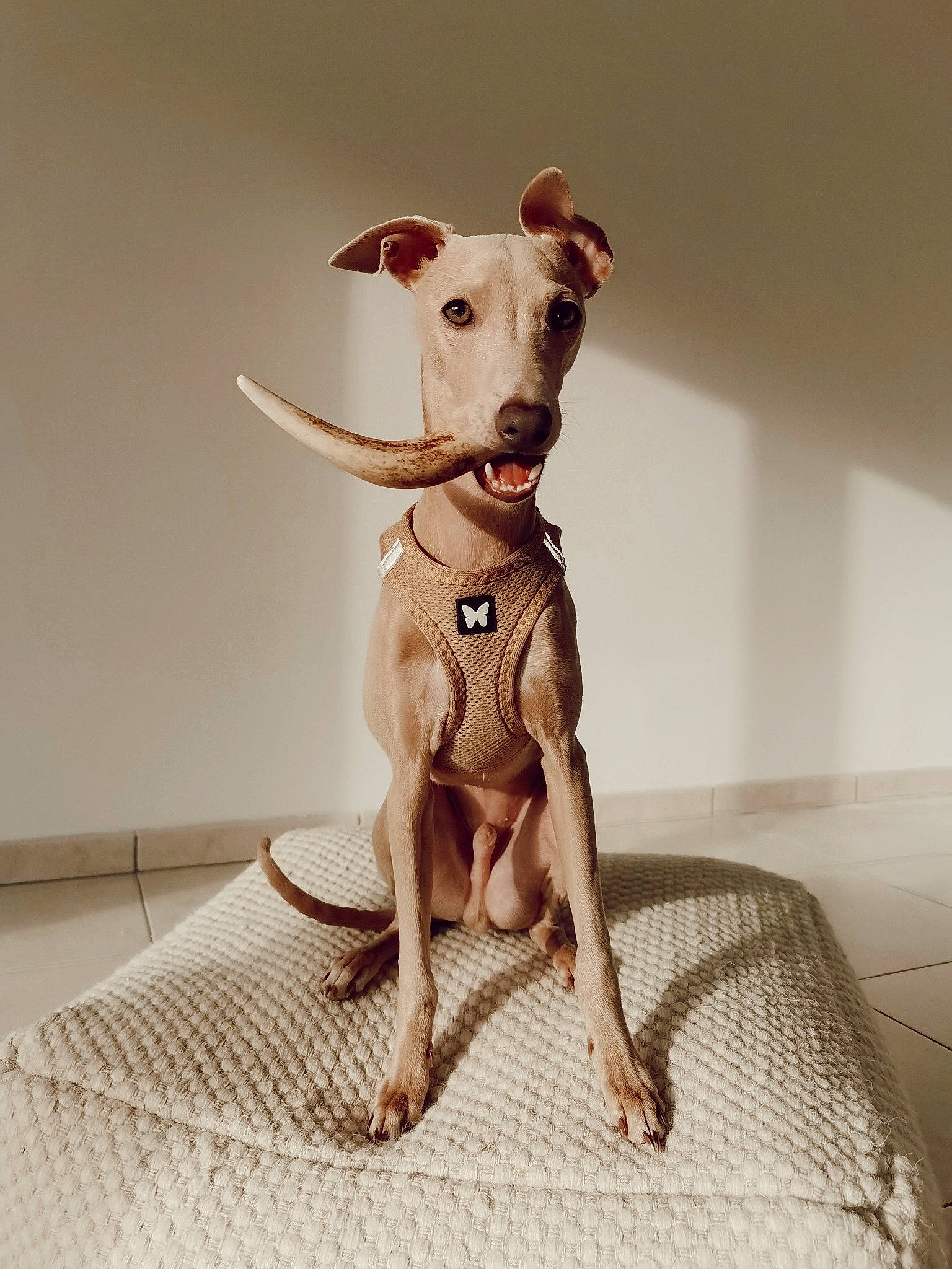 Sam a rejoint le concours — aidez-le/la à gagner de superbes lots ! animal_figure, canidae, carnivore, companion_dog, dog, dog_breed, dog_collar, dog_supply, fawn, flooring, pet_supply, sighthound, snout, sporting_group, tail, terrestrial_animal, toy_dog, whiskers, wood, working_animal