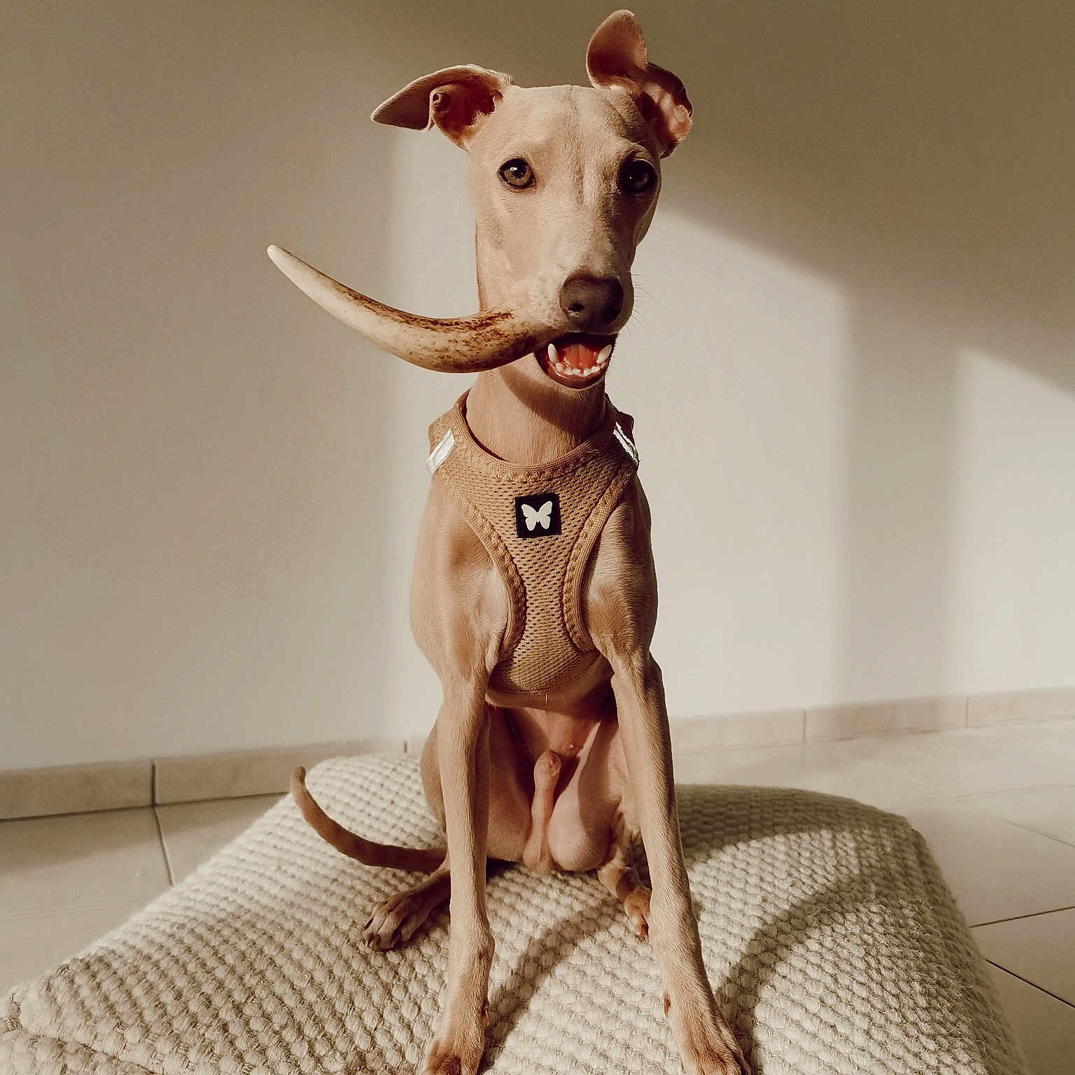 Sam