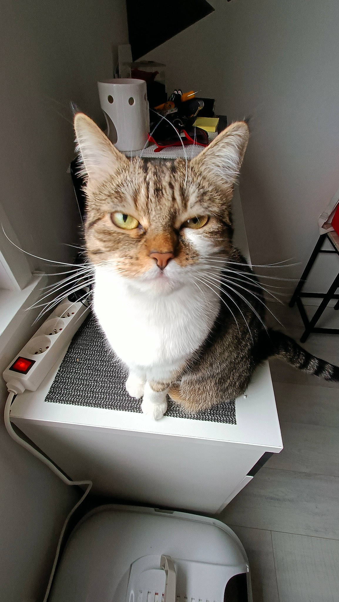 Roxy a rejoint le concours — aidez-le/la à gagner de superbes lots ! box, cardboard, carnivore, cat, comfort, domestic_short_haired_cat, felidae, fur, home_appliance, laptop, paper_product, paw, personal_computer, pet_supply, sitting, small_to_medium_sized_cats, tail, whiskers