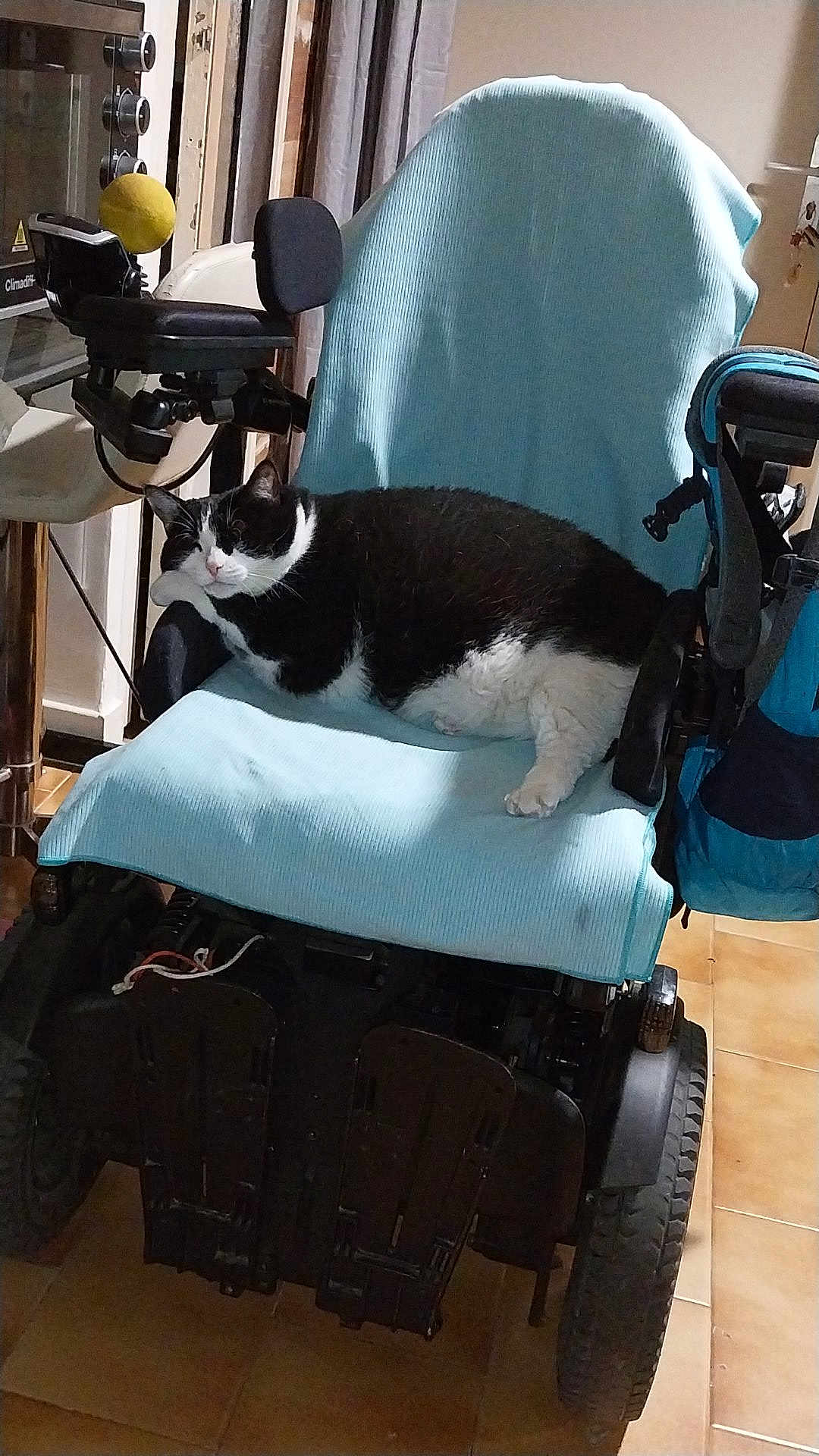 Nynna Weiss participe au concours pour gagner de l'argent avec cette photo : cat, black_and_white_cat, wheelchair, indoor, tiled_floor, furniture, relaxed, pet, animal, seat, blue_cover, comfort, resting, home, domestic, cozy, side_view, floor, wheel, technology