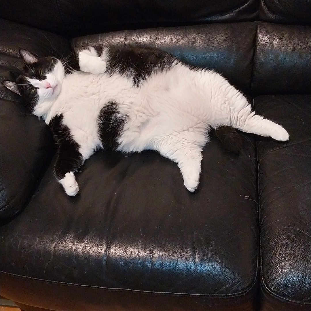 Nynna Weiss participe au concours pour gagner de l'argent avec cette photo : animal, black, black_and_white, cat, comfortable, cozy, cute, domestic_animal, feline, floor_tiles, fur, home, indoor, lazy, leather_couch, lounging, pet, relaxed, resting, whiskers
