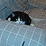 Nynna Weiss a rejoint le concours — aidez-le/la à gagner de superbes lots ! cat, black_and_white_cat, couch, quilted_couch_cover, indoor, pet, animal, feline, cozy, resting, cute, whiskers, paw, relaxed, home, furniture, patterned, domestic_cat, sleepy, curious
