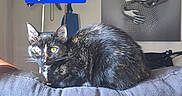 Jayden Blu is registered to the contest to win money with this photo: alert, animal, cat, close_up, couch, curious, domestic, furniture, gray, home, indoor, living_room, metallic, modern_art, pet, resting, sculpture, text_overlay, tortoiseshell, wall_decor