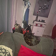 Jayden Blu joined the competition — help win amazing prizes! animal, artwork, blanket, cabinet, candles, cat, cats, couch, decor, door, furniture, home, indoor, living_room, painting, pet, pillow, rose, shadow, vase