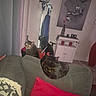 cat, cats, couch, pillow, artwork, painting, cabinet, rose, vase, candles, door, blanket, living_room, furniture, indoor, pet, animal, shadow, decor, home