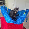 cat, blue_bag, red_ottoman, indoor, furniture, door, shelf, shoes, floor, pet, animal, domestic, black_cat, brown_spots, sitting, crumpled_bag, home, living_room, indoor_lighting, blurry