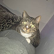 Jacob is registered to the contest to win money with this photo: cat, tabby, pet, indoor, blanket, feline, animal, curious, eyes, whiskers, person, leg, texture, cozy, resting, domestic, fur, closeup, looking, cute