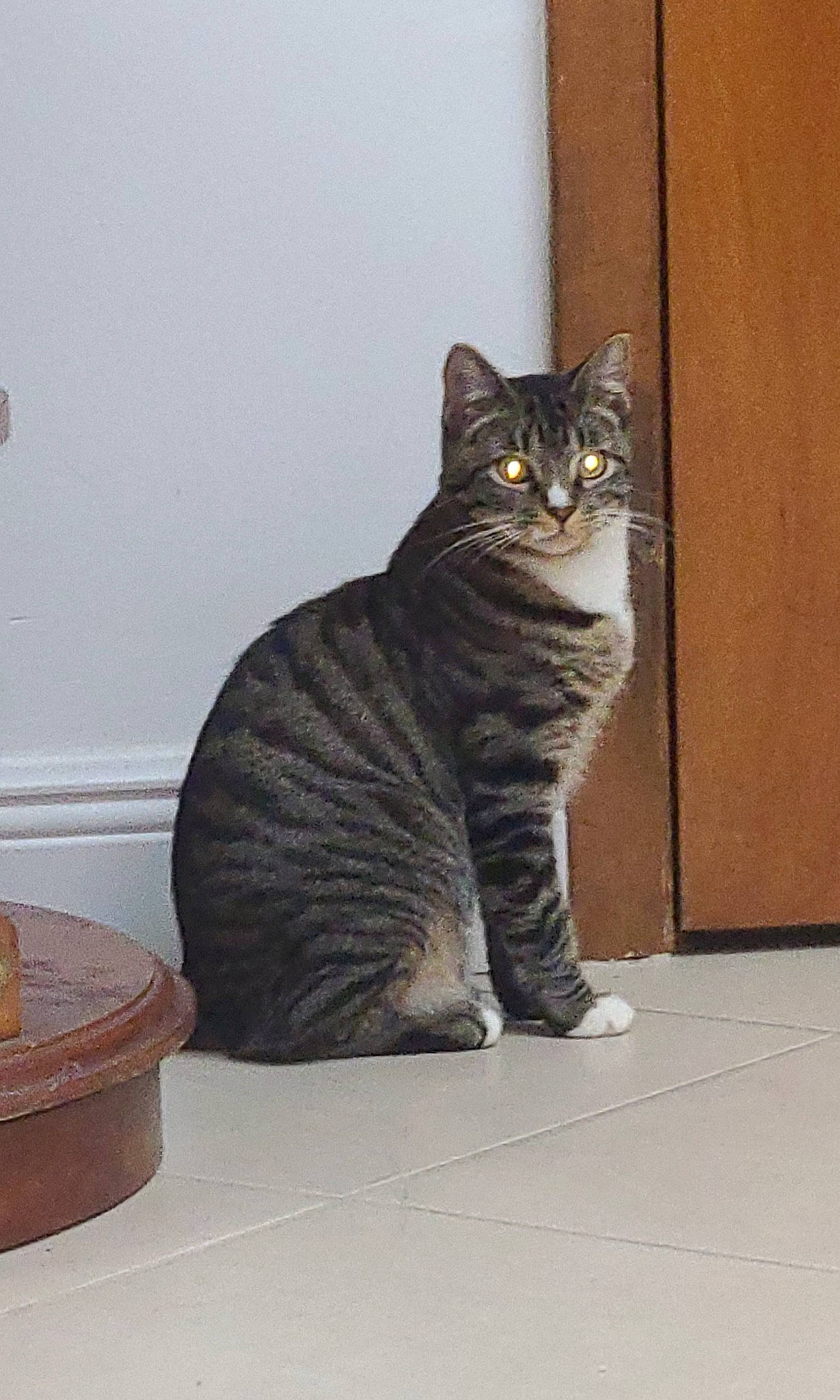 Jacob joined the competition — help win amazing prizes! carnivore, cat, domestic_short_haired_cat, door, eye, felidae, flooring, fur, grey, paw, sitting, small_to_medium_sized_cats, snout, tail, terrestrial_animal, whiskers, window