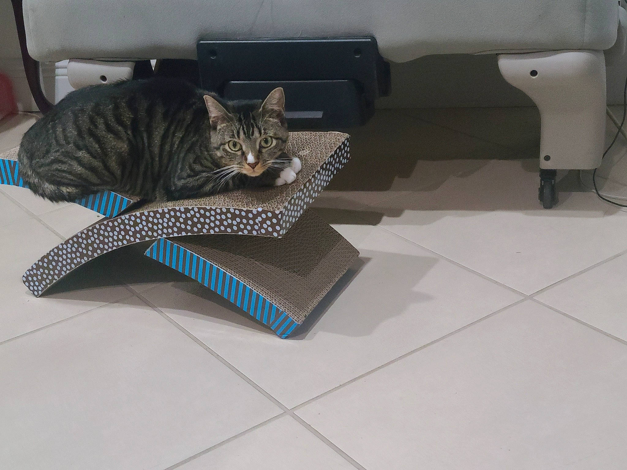 Jacob joined the competition — help win amazing prizes! armrest, automotive_tire, carnivore, cat, comfort, domestic_short_haired_cat, felidae, flooring, fur, grey, pattern, rectangle, small_to_medium_sized_cats, stairs, tail, terrestrial_animal, tile, vehicle, vehicle_door, whiskers