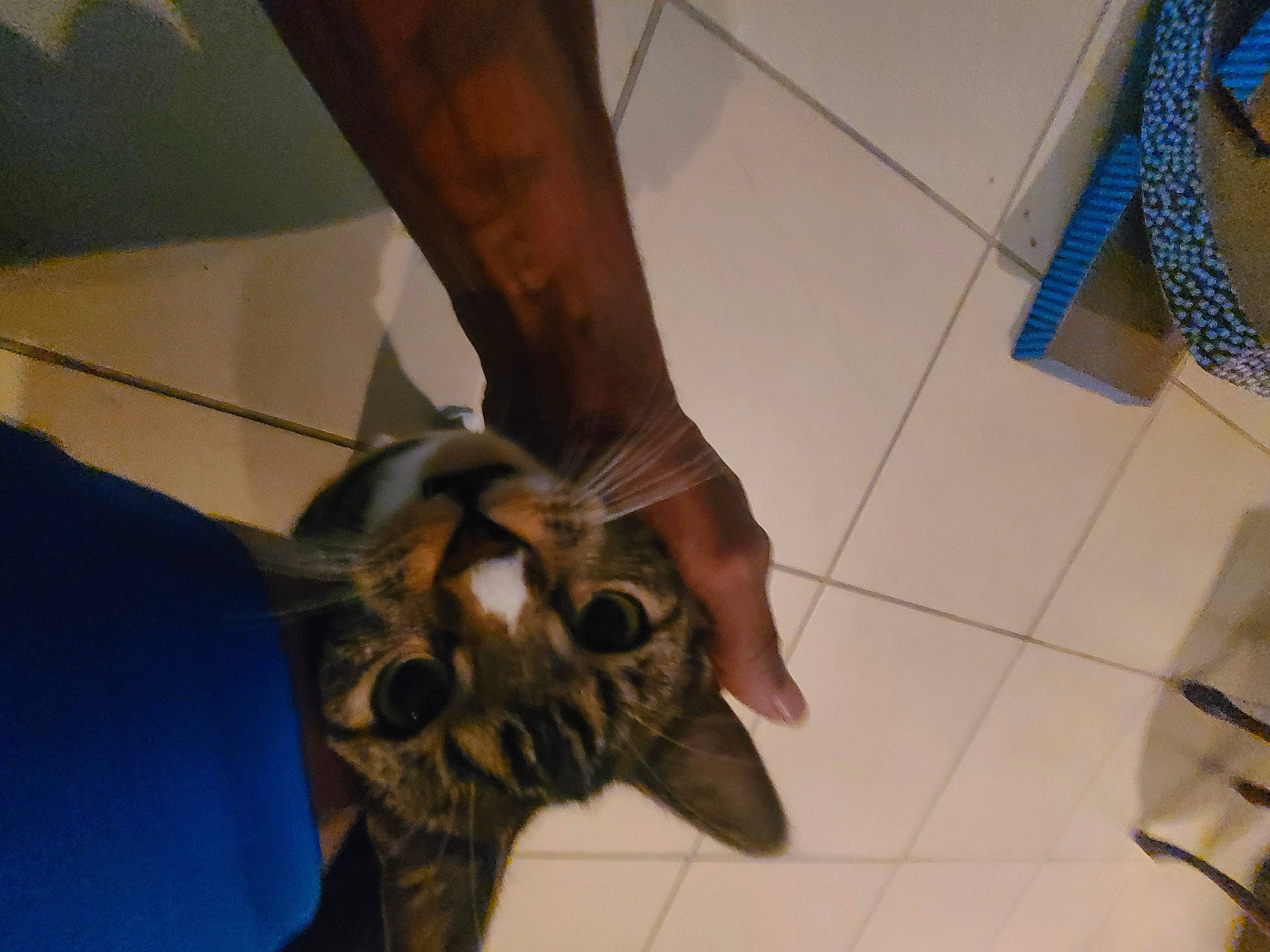 Jacob is registered to the contest to win money with this photo: claw, domestic_short_haired_cat, fawn, felidae, flooring, foot, fur, human_leg, insect, jaw, metal, pattern, small_to_medium_sized_cats, snout, tail, terrestrial_animal, tree, whiskers, wing, wood