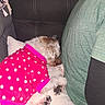 dog, pet, couch, sweater, polka_dot, pink, resting, cozy, indoor, fur, paws, person, green_shirt, cushion, relaxing, small_dog, casual, home, comfort, sleeping