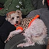 dog, pet, leopard_print, orange_trim, couch, blanket, person, green_sweater, smiling, indoor, relaxed, furniture, cozy, hand, nail_polish, white_dog, small_dog, seated, casual, home
