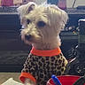 dog, small_dog, leopard_print, sweater, pet, indoor, table, red_cup, pens, tissue, furniture, dice, cozy, fluffy, white_dog, animal, domestic, cute, casual, attentive