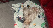 Bella is registered to the contest to win money with this photo: dog, blanket, sleeping, couch, red_pillow, fleece, cozy, pet, indoor, resting, fur, comfort, animal, home, nap, cute, wrapped, relaxation, soft, snuggled
