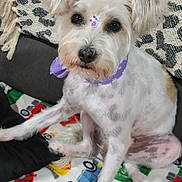 Bella is registered to the contest to win money with this photo: dog, white_dog, purple_bandana, decorative_gems, blanket, cartoon_cars, indoor, pet, cute, fur, animal, sitting, looking_at_camera, couch, cozy, small_dog, friendly, domestic_animal, companion, adorable