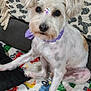 dog, white_dog, purple_bandana, decorative_gems, blanket, cartoon_cars, indoor, pet, cute, fur, animal, sitting, looking_at_camera, couch, cozy, small_dog, friendly, domestic_animal, companion, adorable