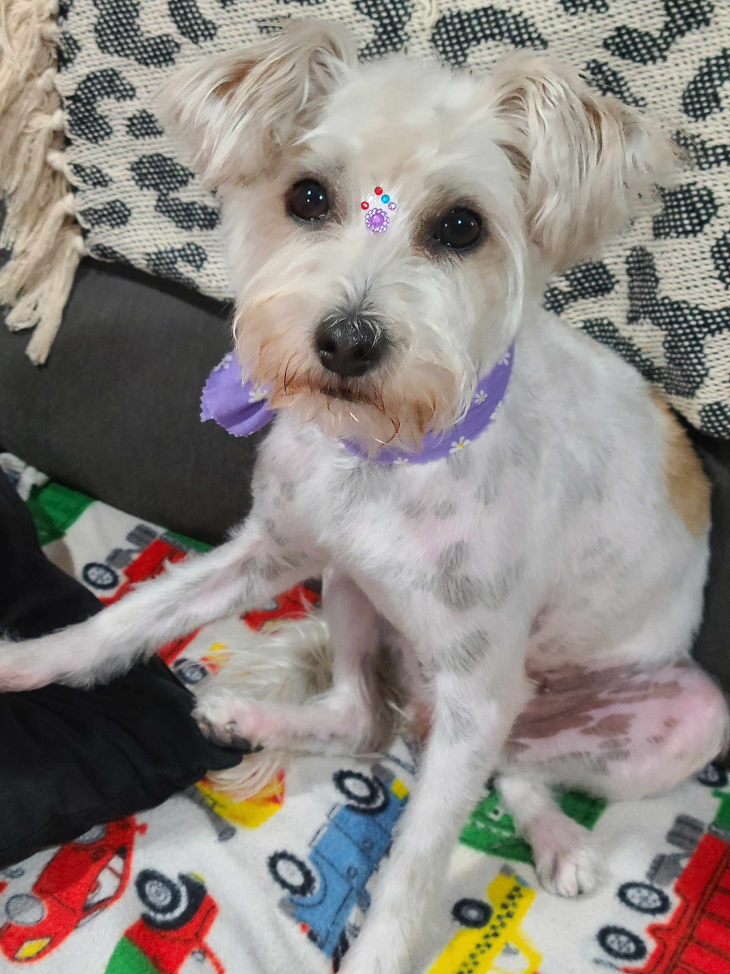 Bella